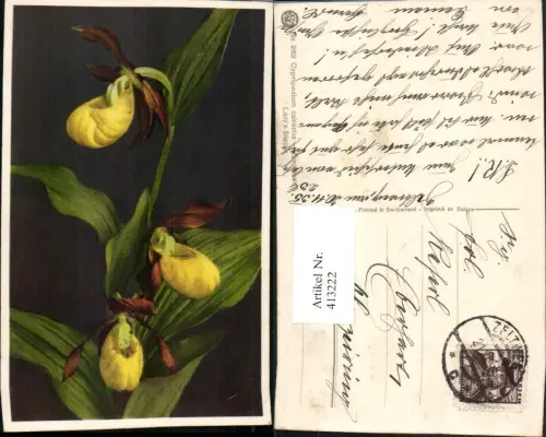 413222,Cypripedium calceolus Gelber Frauenschuh Blumen