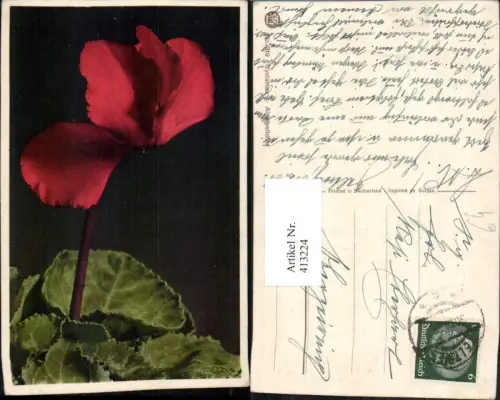 413224,Cyclamen Alpenveilchen Blume