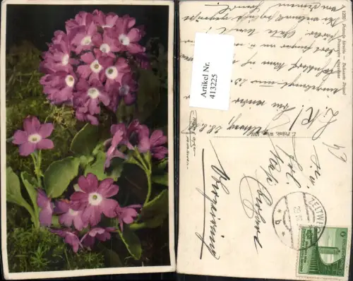 413225,Primula hirsuta Behaarte Primel Blumen