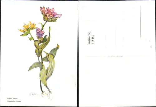 418481,Künstler Ak V. Weilner Gelber Enzian Ungarischer Enzian Blume Blumen