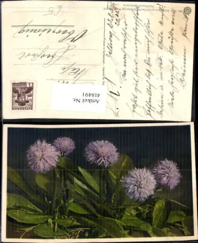 418491,Herzblättrige Kugelblume Blume Blumen