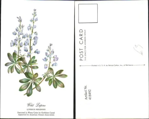 418492,Künstler Ak Kathleen Cassel Lupinus Perennis Wilde Lupine Blume Blumen