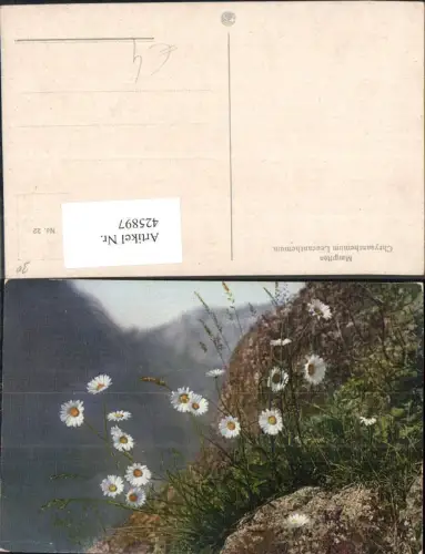 425897,Blumen Margriten Chrysanthemum Leucanthemum auf Felsen