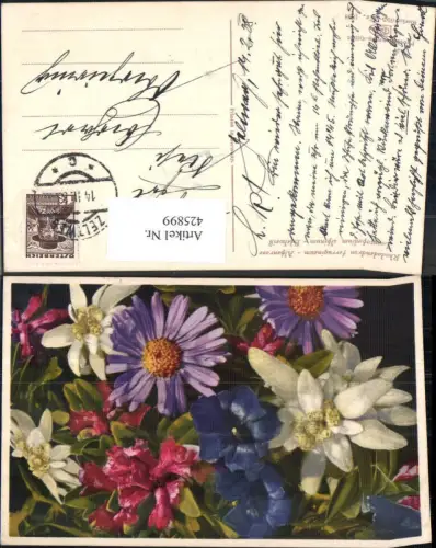 425899,Blumen Alpenrose u. Edelweiß Alpenflora pub Photochromie Ostermaier e Nenke 655/1858