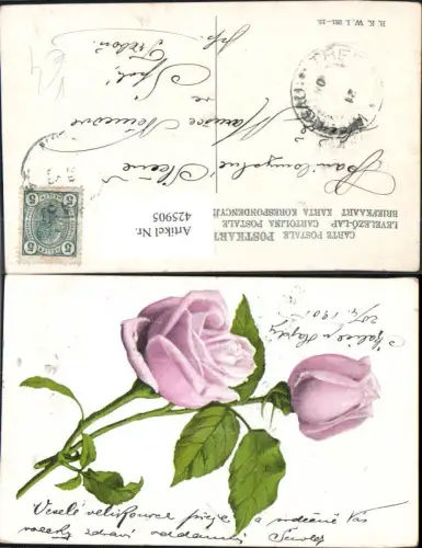425905,Blumen Hellrose Rose Blüten pub B.K.W.I. 921/18