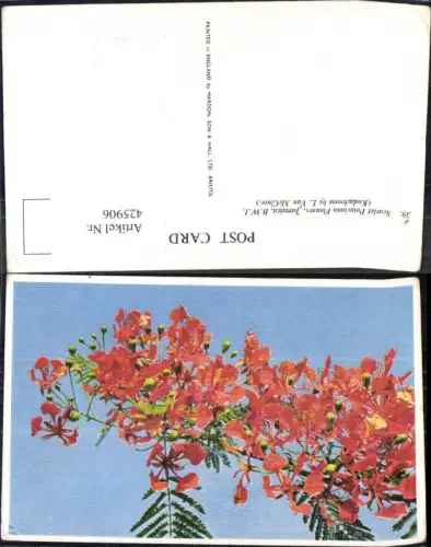 425906,Blumen Trompetenstrauch Rankpflanze