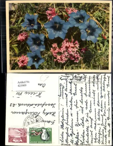 425909,Blumen Stengelloser Enzian Seidelbast Alpenflora