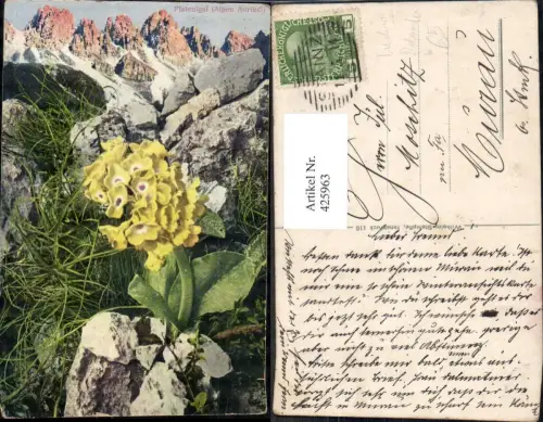 425963,Blumen Alpenflora Platenigel Alpen Aurikel Südtirol Trentino Sulden