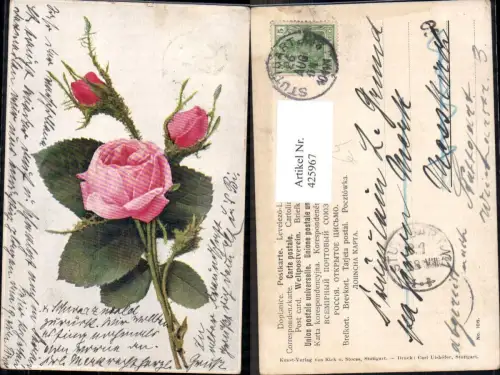 425967,Blumen Rosa Rose Blüte Knospen