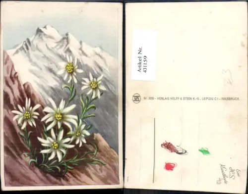 431159,Künstler Ak Edelweiß Alpenflora Bergkulisse Blumen