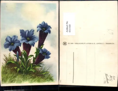 431160,Künstler Ak Enizan Alpenflora Blumen