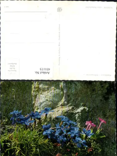 431173,Blumen Alpenblumen Frühlingsenzian Enzian Fels Stein