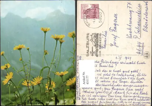 431177,Gelbe Wiesen-Blumen pub SOS Kinderdorf