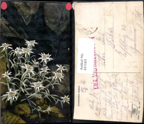 431183,Blumen Alpenflora Edelweiß Felsen Stein pub Photochromie Nenke e Ostermaier 507/770