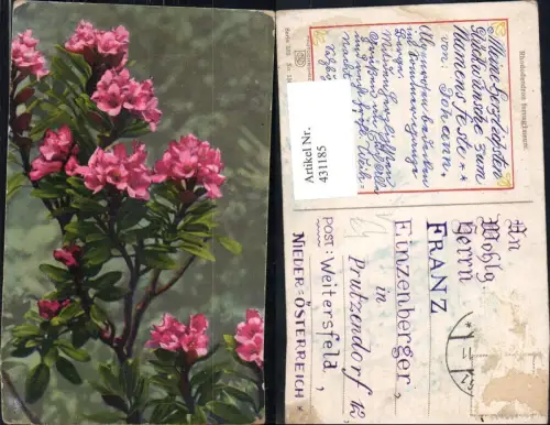 431185,Blumen Alpenrose Alpenflora pub Photochromie Nenke e Ostermaier 593/1564