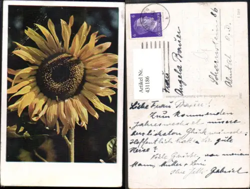 431186,Blumen Sonnenblume Blüte Passepartout