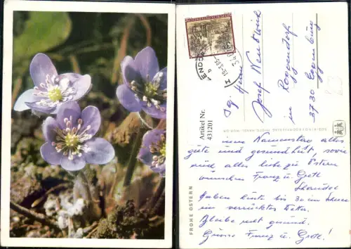 431201,Blumen Krokus Frühlingsblumen pub SOS Kinderdorf