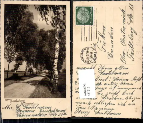 431212,Baum Birke Birken Allee Straße Pfingsten