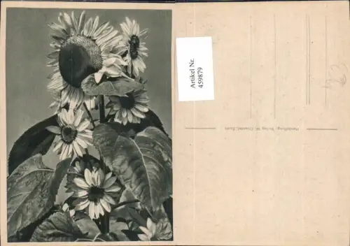 459879,Sonnenblumen Blüten Blätter Blume Blumen