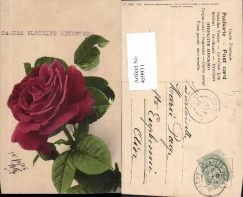 459931,Rote Rose Blüte Blume Blumen pub Martin Rommel Co 611