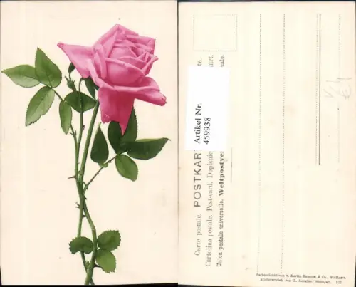 459938,Rosa Rose Blume Blumen pub Martin Rommel Co 527