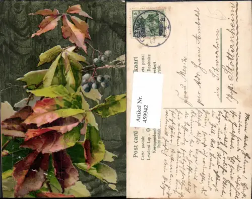 459942,Wilder Wein Blätter Früchte Blume Blumen