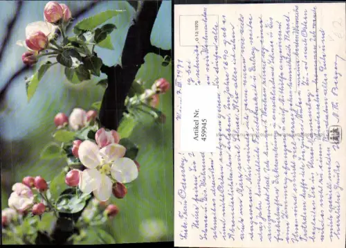 459945,Baumblüte Obstbaum Baum pub SOS Kinderdorf O13/1970