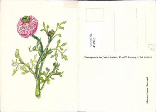 459946,Künstler Ak Schenker-Langer Ranunkel Blume Blumen