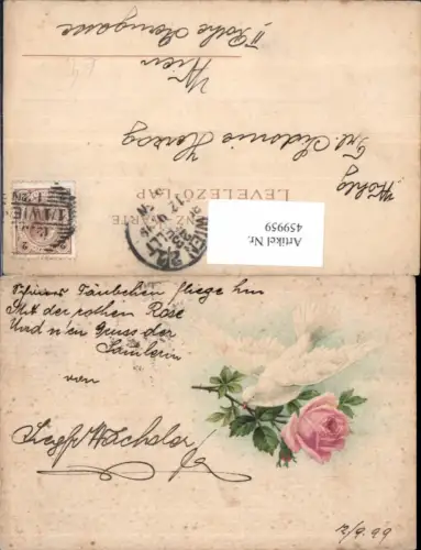 459959,Taube Rosa Rose Blume Blumen