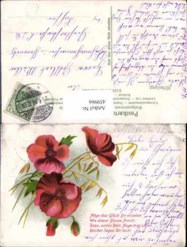 459966,Mohnblumen Getreideähren Blume Blumen Text Spruch