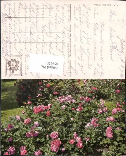 459970,Rote Rosa Rosen Strauch Blume Blumen pub Theo Stroefer 1341