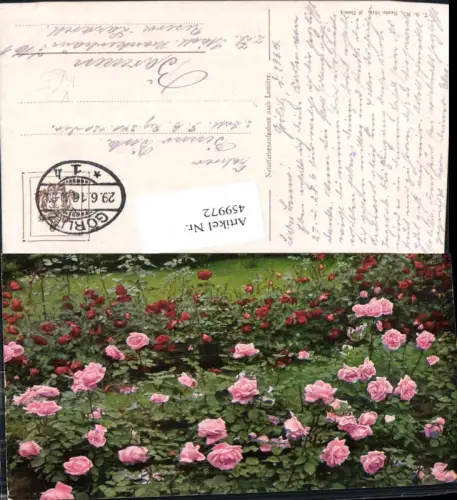 459972,Rosa Rote Rosen Sträucher Gartenanlage Blume Blumen pub Theo Stroefer 1341