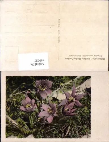 459982,Küchenschelle Blume Blumen