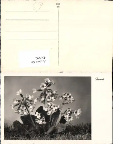 459992,Foto Ak Primeln Blume Blumen