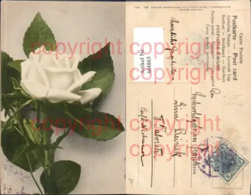 464863,Blumen Weiße Rose Blüte pub Martin Rommel 610