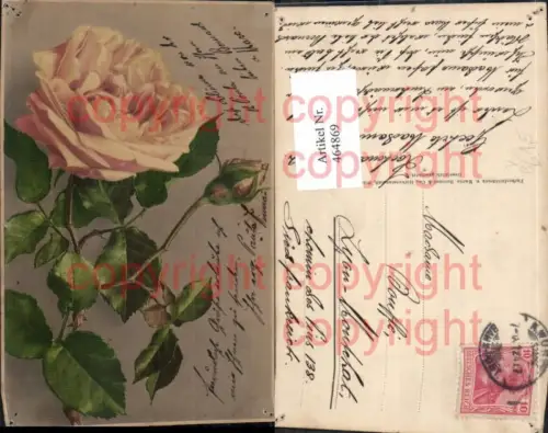 464869,Blumen Rose Blüte Knospe pub Martin Rommel 633