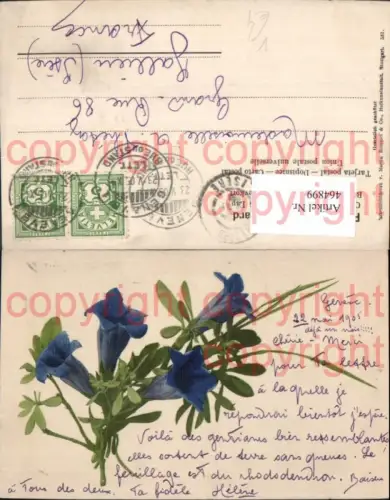 464899,Litho Blumen Enzian pub Martin Rommel 531