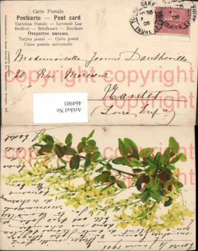 464901,Blumen Goldregen pub Martin Rommel 508
