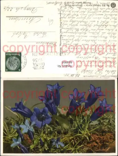 464905,Blumen Stengelloser Enzian