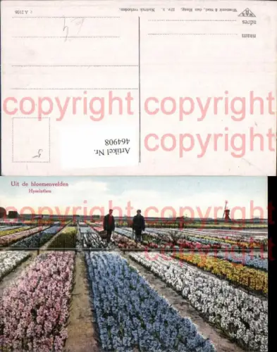464908,Blumen Hyacinthen Hyazinthen Blumenfeld Windmühle