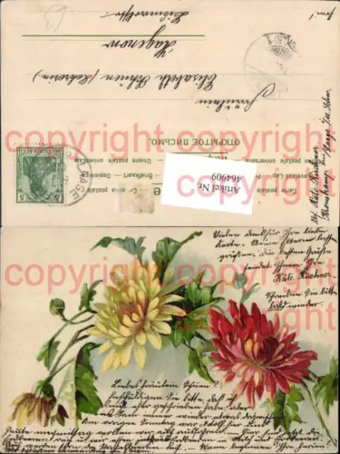 464909,Blumen Gelbe u. Rote Astern
