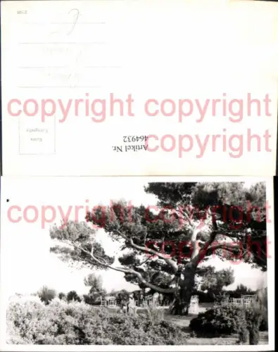 464932,Foto Ak Großer Baum Garten Riesenbaum