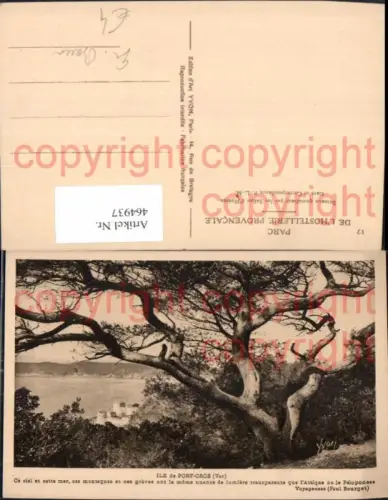 464937,Großer Baum Ile de Port-Cros Var Landschaft