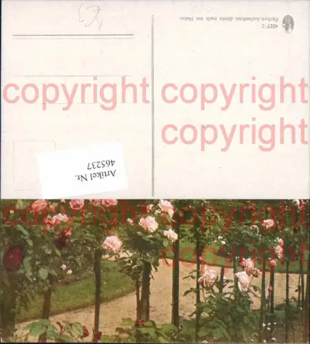 465237,Künstler Ak Blumen Rosen Hochstamm Park