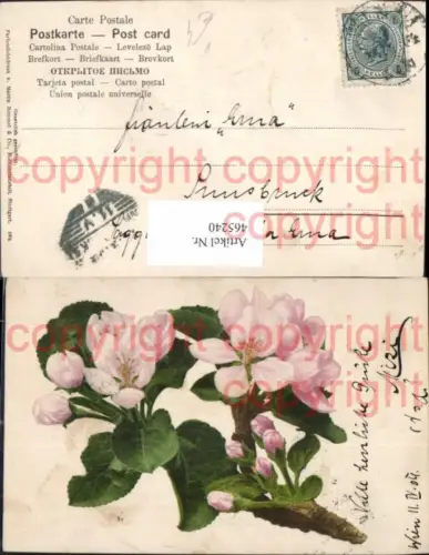 465240,Blumen Blütenzweig rosa Baumblüte pub Martin Rommel Co 568