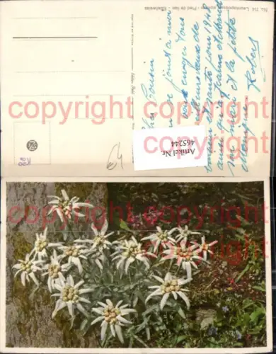 465244,Blumen Edelweiß Alpenflora