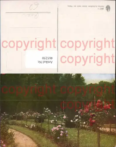 465250,Blumen Rosen Hochstamm Park Gartenanlage