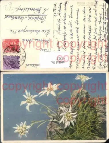 465251,Blumen Edelweiß Alpenflora