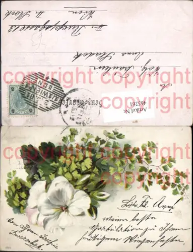 465261,Litho Weiße Blüte Blumen Blätter