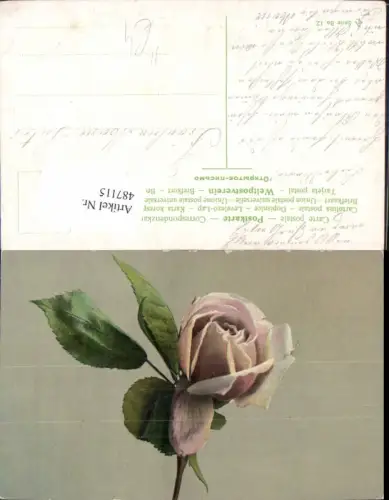 487115,Künstler Ak Rosa Rose Blumen